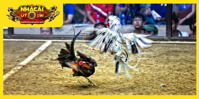 Mơ thấy gà chọi đánh con gì để ăn tiền